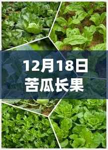 苦瓜长果实时遇见的羊粪奇效与小巷美食探秘