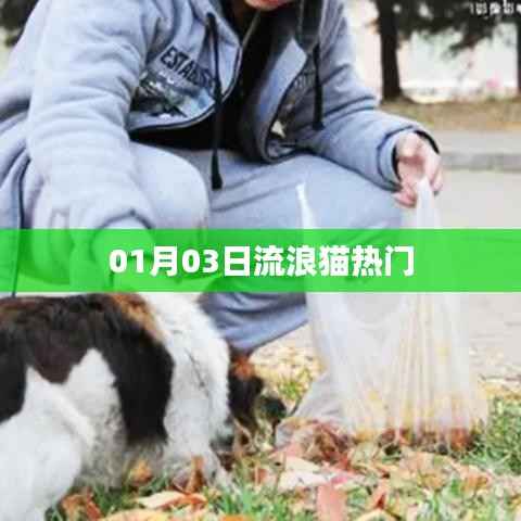 流浪猫热门话题,关注与救助,爱心行动在行动