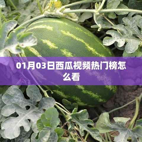 西瓜视频热门榜观看指南(日期,01月03日)